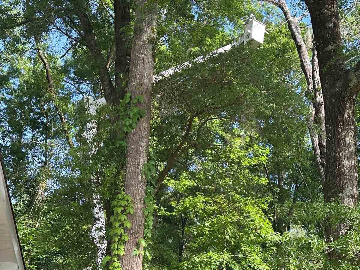 El Costeño Tree Service LLC